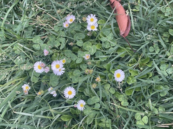White flowers growing amongst the weeds
