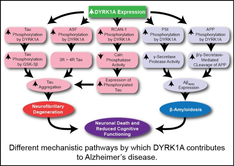 Mechanistic pathways by which DYRK1A contributes to Alzheimer's disease