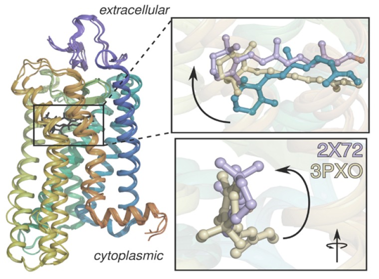 Image of Three-dimensional structure of rhodopsin