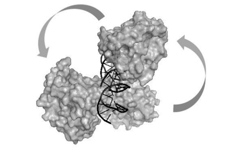 Model of human parvovirus B19 NS1 protein nuclease domains interacting with duplex DNA.