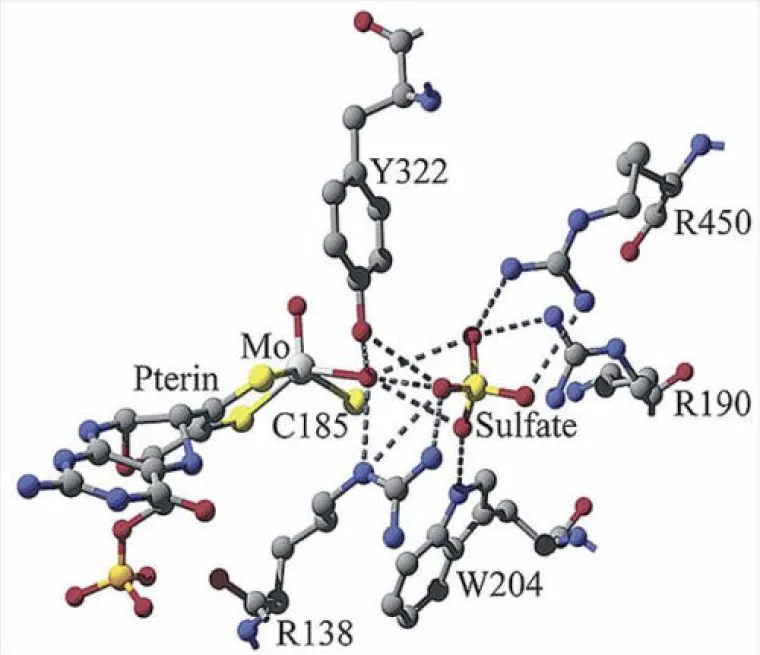 Sulfite Oxidase Active Site Sulfite Oxidase Active Site
