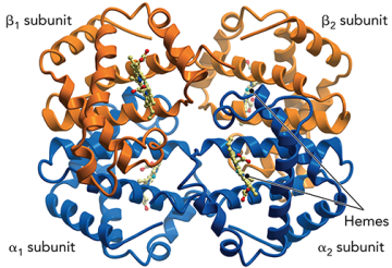 Protein crystal structure