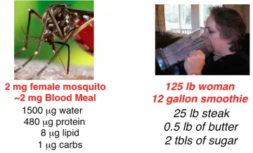 mosquitos