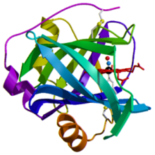 BCP Protein Crystal Structure